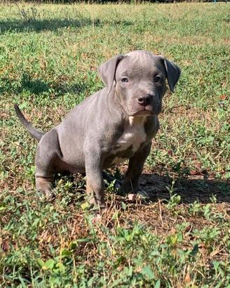 Cuccioli American BullyXL con pedigree