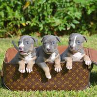 American pitbull tricolor/blue occhi chiari