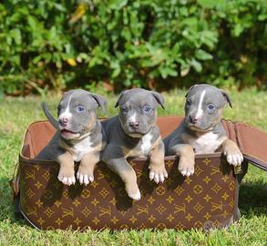 American pitbull tricolor/blue occhi chiari