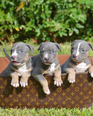 American pitbull tricolor/blue occhi chiari