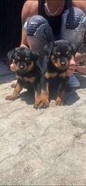 Cuccioli di Rottweiler