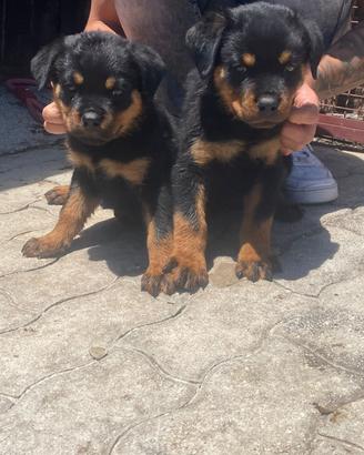 Cuccioli di Rottweiler