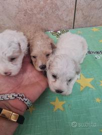 Cuccioli maltipoo toy
