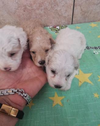 Cuccioli maltipoo toy