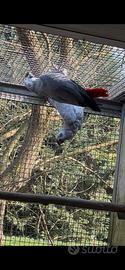 Cenerini adulti ed altri pappagalli