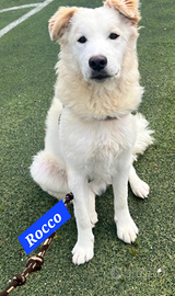 Rocco, palla di pelo ti aspetta