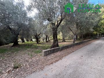 Terreno Pianeggiante con Uliveto