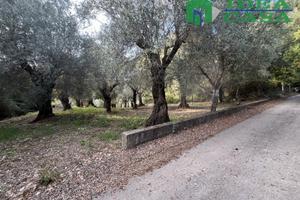 Terreno Pianeggiante con Uliveto