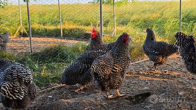 Galli Galline AMROCKS