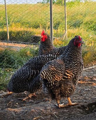 Galli Galline AMROCKS