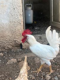 gallo