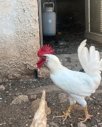 gallo