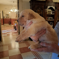 Cuccioli GOLDEN RETRIEVER ANGLOAMERICANI