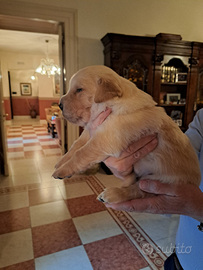 Cuccioli GOLDEN RETRIEVER ANGLOAMERICANI