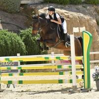 Cavallo da salto francese