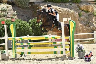 Cavallo da salto francese