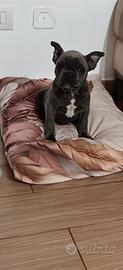 Bulldog francese