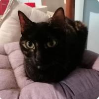 Femmina - 1 anno e mezzo