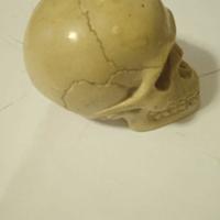 teschio  portafortuna 