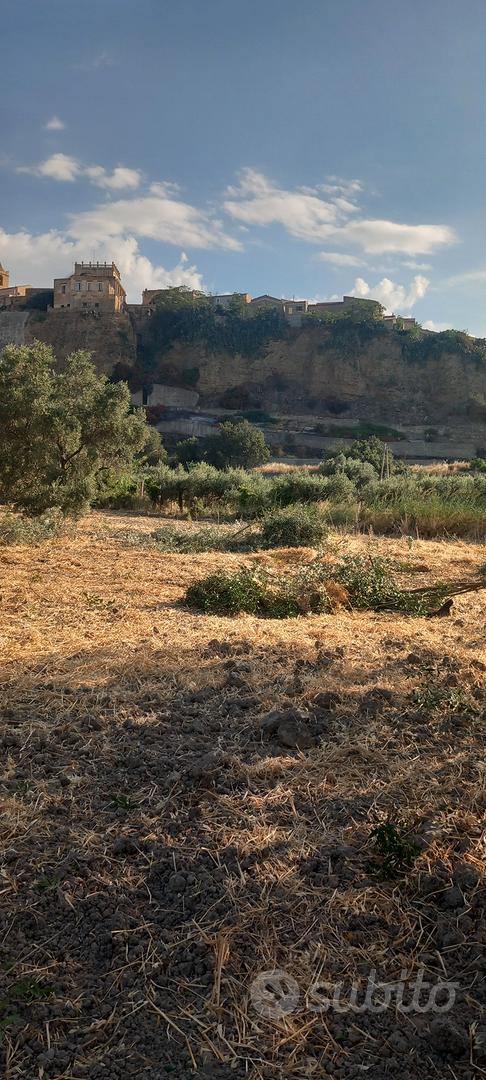 Terreno agricolo con ulivi Villapiana (CS) - Vista 3
