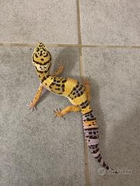 Geco leopardino femmina