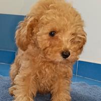 Cucciolo di barboncino mini toy red femminuccia