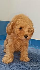 Cucciolo di barboncino mini toy red femminuccia