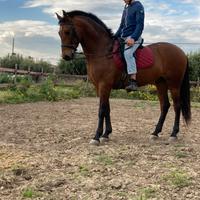 Cavallo andaluso