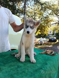 siberian husky 