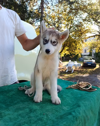 siberian husky 
