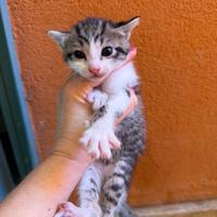 Gattini