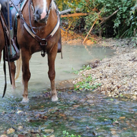 Cavalla haflinger