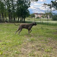 Weimaraner disponibile per monte