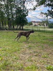 Weimaraner disponibile per monte