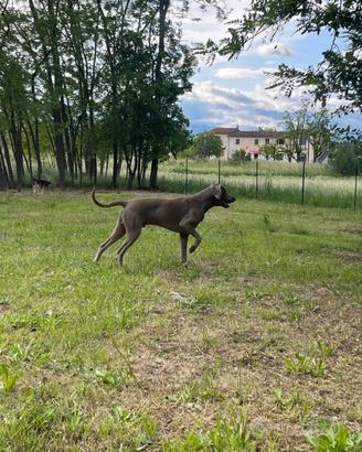 Weimaraner disponibile per monte