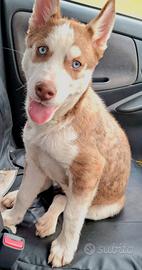 Cucciola husky