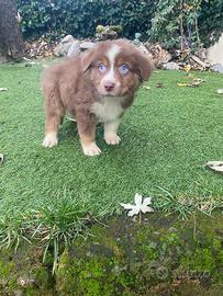 Cuccioli di pastore australiano