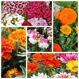 mix di fiori con fioritura prolungata