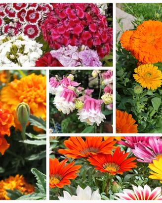 mix di fiori con fioritura prolungata