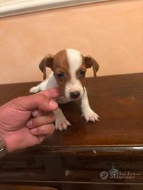 Jack Russell cuccioli