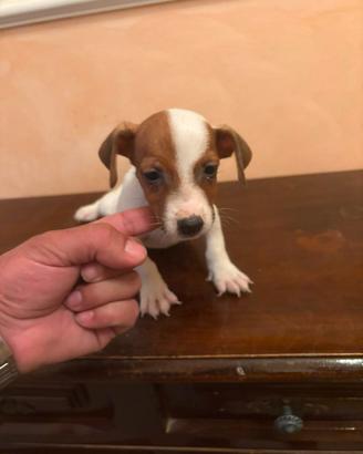 Jack Russell cuccioli