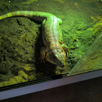 Tegu rosso