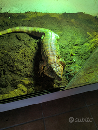 Tegu rosso