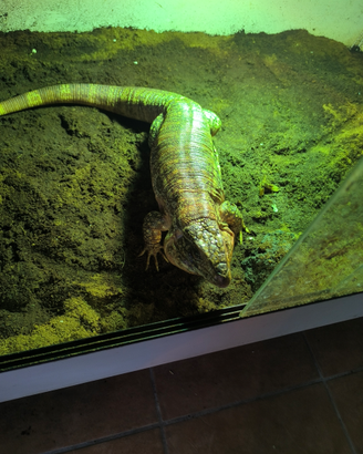 Tegu rosso