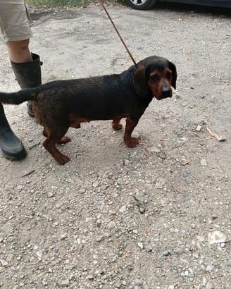 Dachsbracke maschio pronta caccia al cinghiale