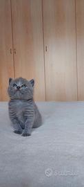 Cuccioli British Shorthair