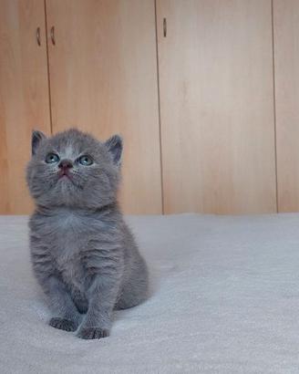 Cuccioli British Shorthair