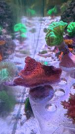 Corallo Montipora Fogliata Rossa