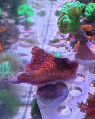 Corallo Montipora Fogliata Rossa