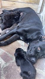 Cuccioli di cane corso